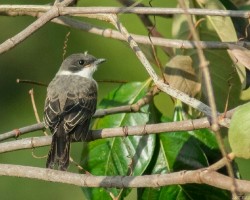 Tyrannus savana