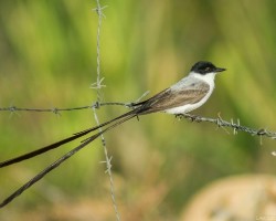 Tyrannus savana