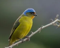 Euphonia elegantissima