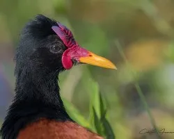 Jacana jacana