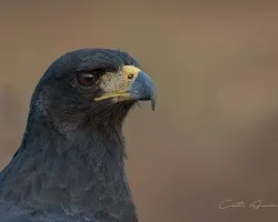 Buteogallus urubitinga