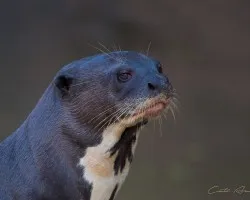Pteronura brasiliensis