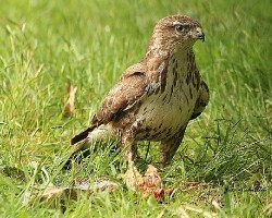 Buteo buteo