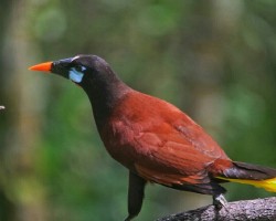 Psarocolius montezuma
