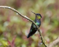 Panterpe insignis