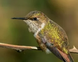 Selasphorus scintilla