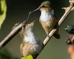 Selasphorus scintilla