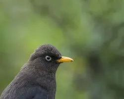 Turdus nigrescens
