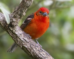 Piranga bidentata