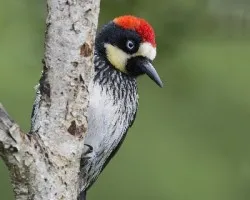 Melanerpes formicivorus