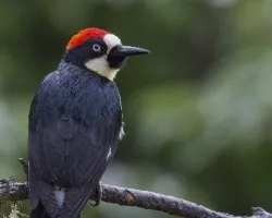 Melanerpes formicivorus