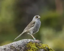 Junco vulcani