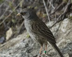 Junco vulcani