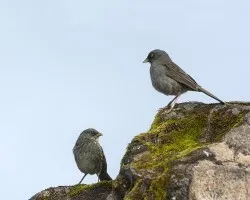 Junco vulcani