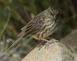 Junco vulcani