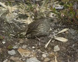 Junco vulcani