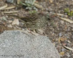 Junco vulcani