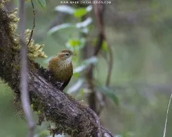 Margarornis rubiginosus