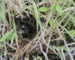 Chlorospingus ophthalmicus