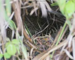 Chlorospingus ophthalmicus