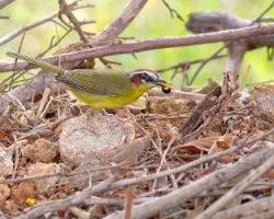 Basileuterus rufifrons