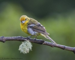 Piranga bidentata