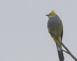 Ptilogonys caudatus