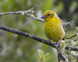 Piranga bidentata