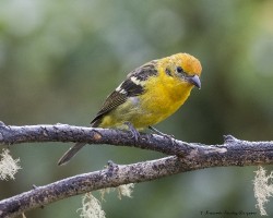 Piranga bidentata