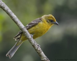Piranga bidentata