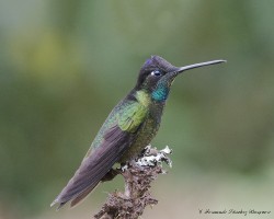 Eugenes fulgens