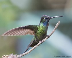 Eugenes fulgens