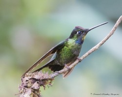 Eugenes fulgens