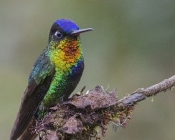 Panterpe insignis