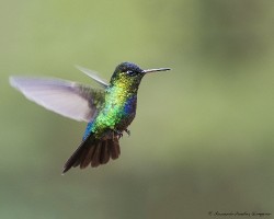 Panterpe insignis
