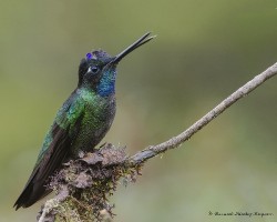 Eugenes fulgens