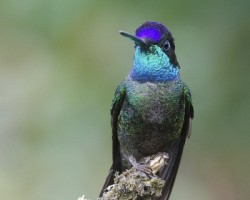 Eugenes fulgens