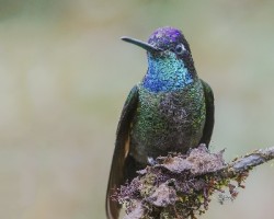 Eugenes fulgens