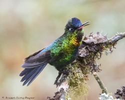Panterpe insignis