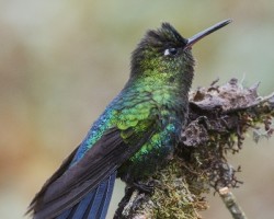 Panterpe insignis