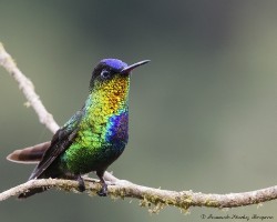 Panterpe insignis