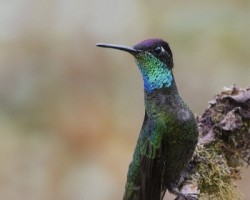 Eugenes fulgens