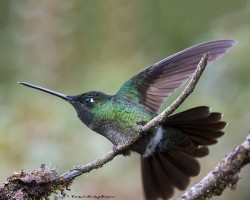 Panterpe insignis