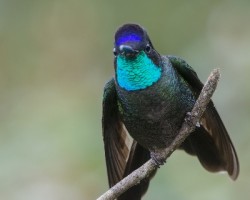 Eugenes fulgens