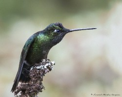 Panterpe insignis