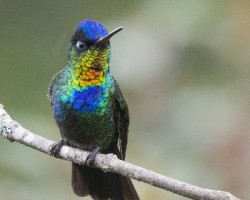 Panterpe insignis
