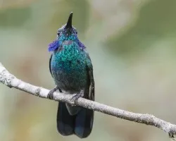 Colibri thalassinus