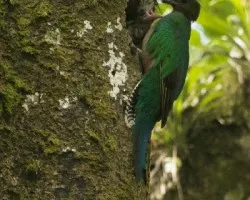 Pharomachrus mocinno