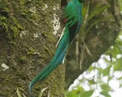 Pharomachrus mocinno