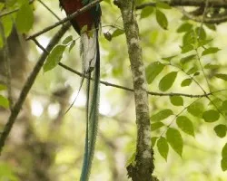 Pharomachrus mocinno